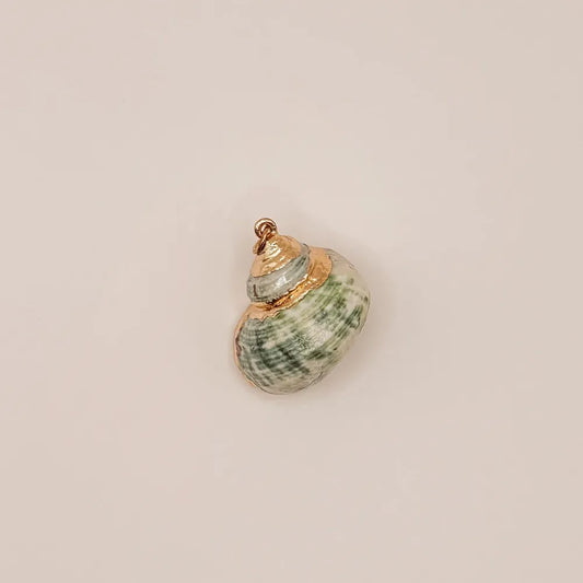 Green Sea Shells